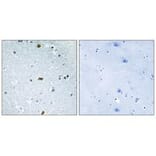Immunohistochemistry - ZFHX3 Antibody from Signalway Antibody (33910) - Antibodies.com