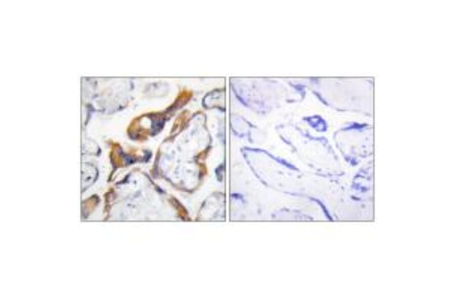 Immunohistochemistry - PHLA2 Antibody from Signalway Antibody (33924) - Antibodies.com