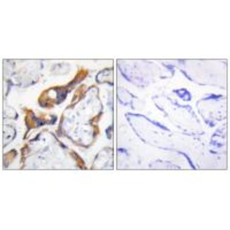 Immunohistochemistry - PHLA2 Antibody from Signalway Antibody (33924) - Antibodies.com