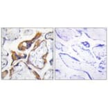 Immunohistochemistry - PHLA2 Antibody from Signalway Antibody (33924) - Antibodies.com