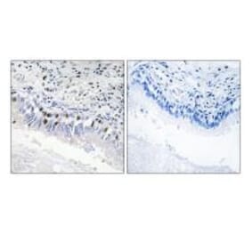 Immunohistochemistry - MED12 Antibody from Signalway Antibody (34014) - Antibodies.com