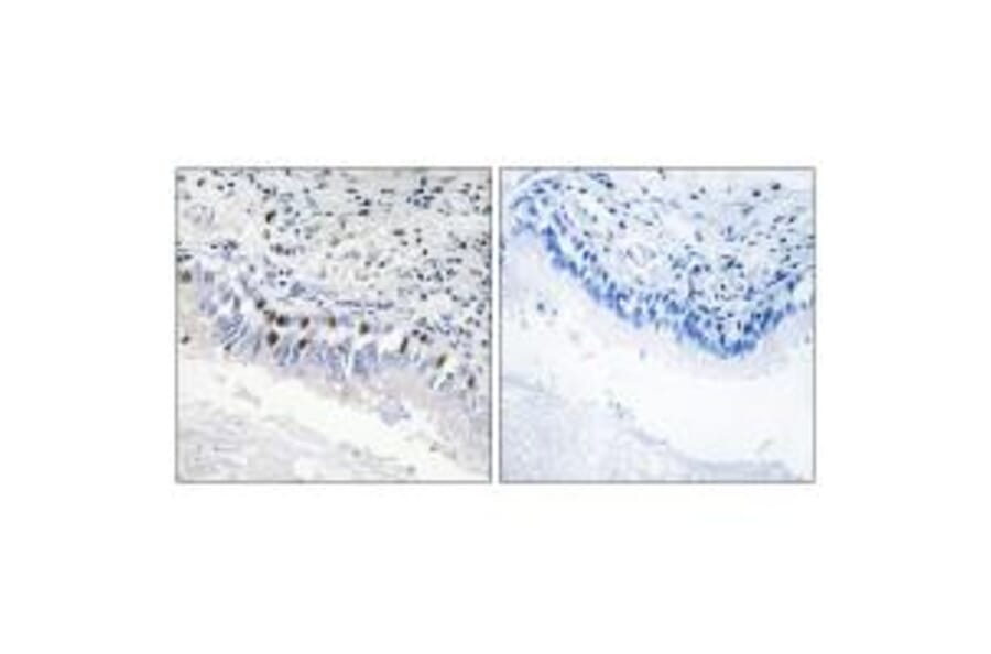 Immunohistochemistry - MED12 Antibody from Signalway Antibody (34014) - Antibodies.com