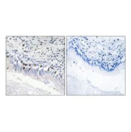 Immunohistochemistry - MED12 Antibody from Signalway Antibody (34014) - Antibodies.com