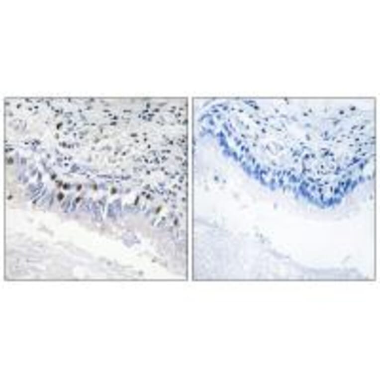 Immunohistochemistry - MED12 Antibody from Signalway Antibody (34014) - Antibodies.com