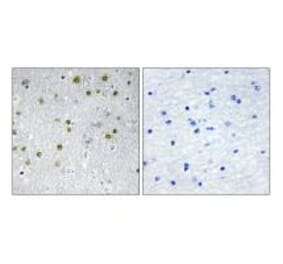 Immunohistochemistry - NRIP2 Antibody from Signalway Antibody (34042) - Antibodies.com
