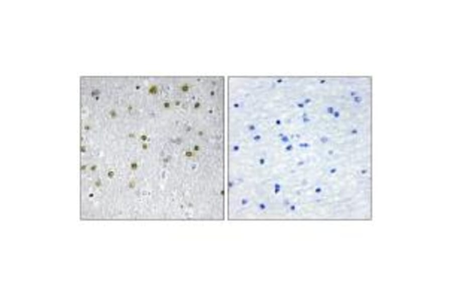 Immunohistochemistry - NRIP2 Antibody from Signalway Antibody (34042) - Antibodies.com