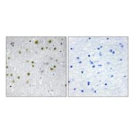 Immunohistochemistry - NRIP2 Antibody from Signalway Antibody (34042) - Antibodies.com