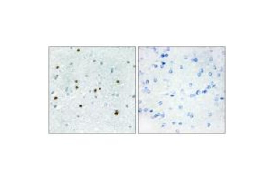 Immunohistochemistry - DCLK3 Antibody from Signalway Antibody (34055) - Antibodies.com