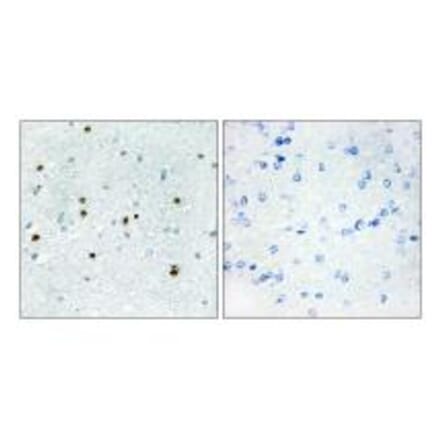Immunohistochemistry - DCLK3 Antibody from Signalway Antibody (34055) - Antibodies.com