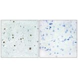 Immunohistochemistry - DCLK3 Antibody from Signalway Antibody (34055) - Antibodies.com