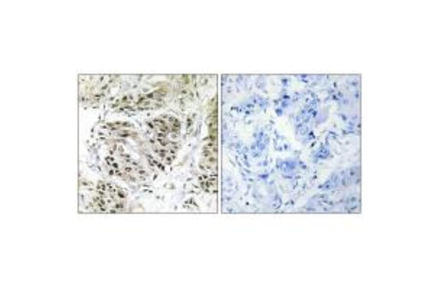 Immunohistochemistry - CENPA Antibody from Signalway Antibody (34199) - Antibodies.com