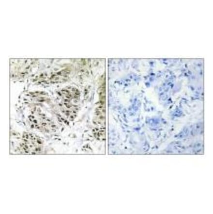 Immunohistochemistry - CENPA Antibody from Signalway Antibody (34199) - Antibodies.com