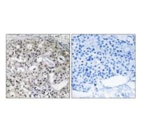 Immunohistochemistry - CNTD2 Antibody from Signalway Antibody (34202) - Antibodies.com