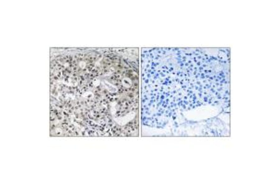 Immunohistochemistry - CNTD2 Antibody from Signalway Antibody (34202) - Antibodies.com