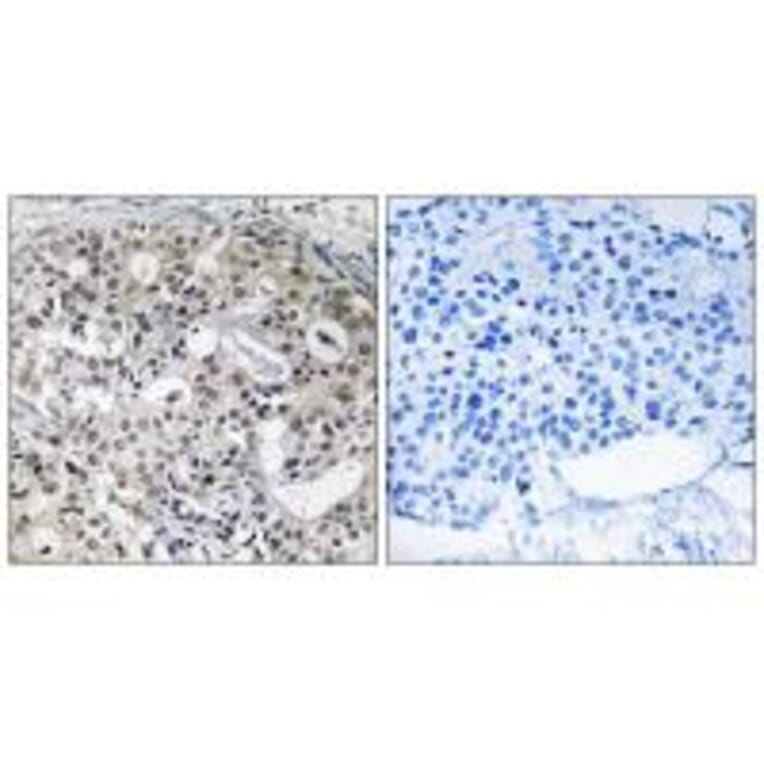 Immunohistochemistry - CNTD2 Antibody from Signalway Antibody (34202) - Antibodies.com