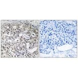 Immunohistochemistry - CNTD2 Antibody from Signalway Antibody (34202) - Antibodies.com