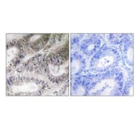 Immunohistochemistry - COX19 Antibody from Signalway Antibody (34221) - Antibodies.com