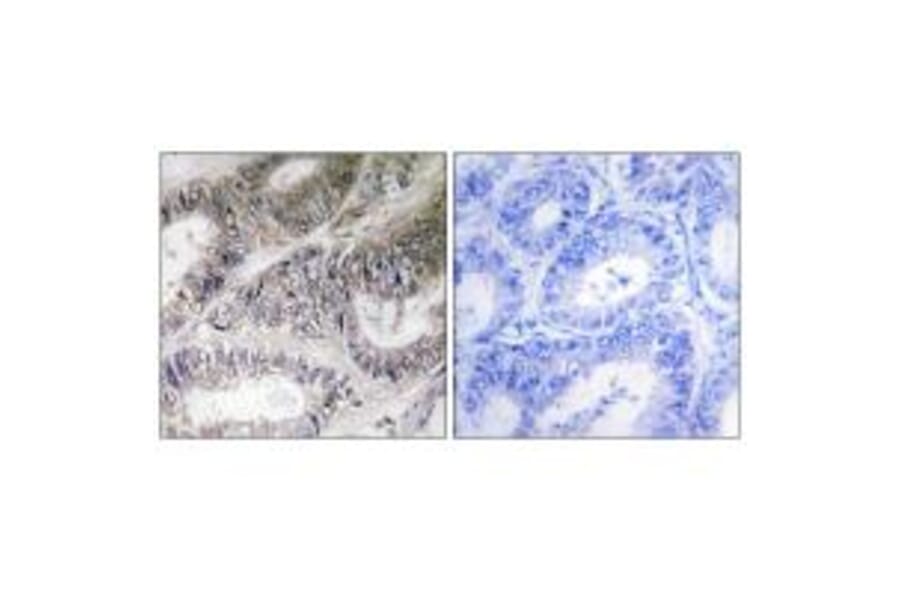 Immunohistochemistry - COX19 Antibody from Signalway Antibody (34221) - Antibodies.com