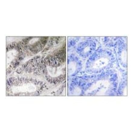 Immunohistochemistry - COX19 Antibody from Signalway Antibody (34221) - Antibodies.com