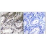 Immunohistochemistry - COX19 Antibody from Signalway Antibody (34221) - Antibodies.com