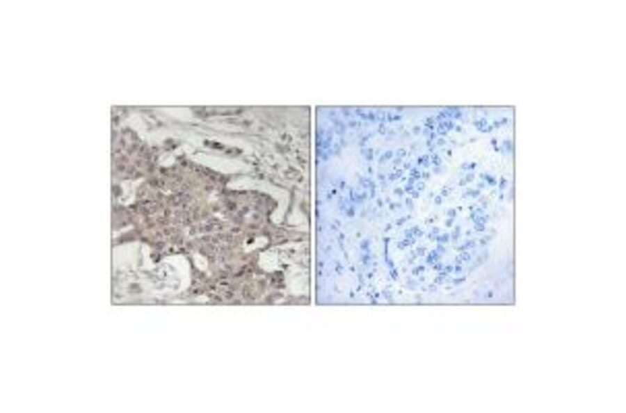 Immunohistochemistry - HIBADH Antibody from Signalway Antibody (34327) - Antibodies.com