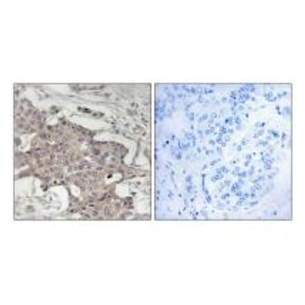 Immunohistochemistry - HIBADH Antibody from Signalway Antibody (34327) - Antibodies.com