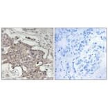 Immunohistochemistry - HIBADH Antibody from Signalway Antibody (34327) - Antibodies.com