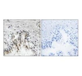 Immunohistochemistry - RPL31 Antibody from Signalway Antibody (34355) - Antibodies.com