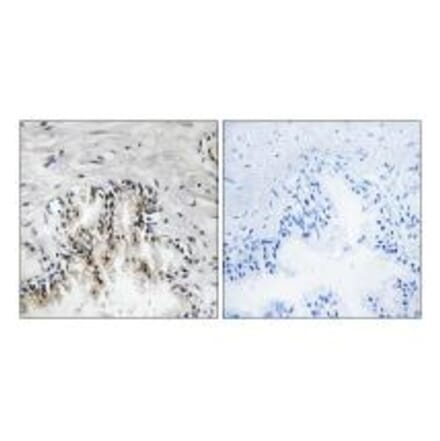 Immunohistochemistry - RPL31 Antibody from Signalway Antibody (34355) - Antibodies.com