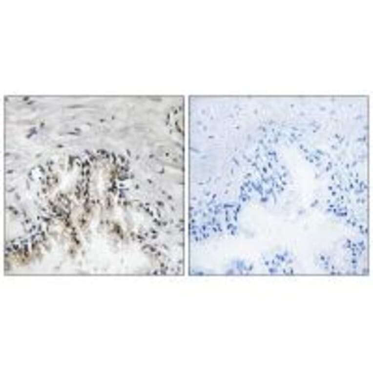 Immunohistochemistry - RPL31 Antibody from Signalway Antibody (34355) - Antibodies.com