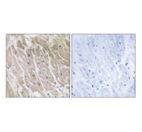 Immunohistochemistry - ACAD10 Antibody from Signalway Antibody (34377) - Antibodies.com