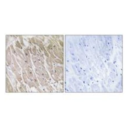 Immunohistochemistry - ACAD10 Antibody from Signalway Antibody (34377) - Antibodies.com