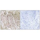 Immunohistochemistry - ACAD10 Antibody from Signalway Antibody (34377) - Antibodies.com