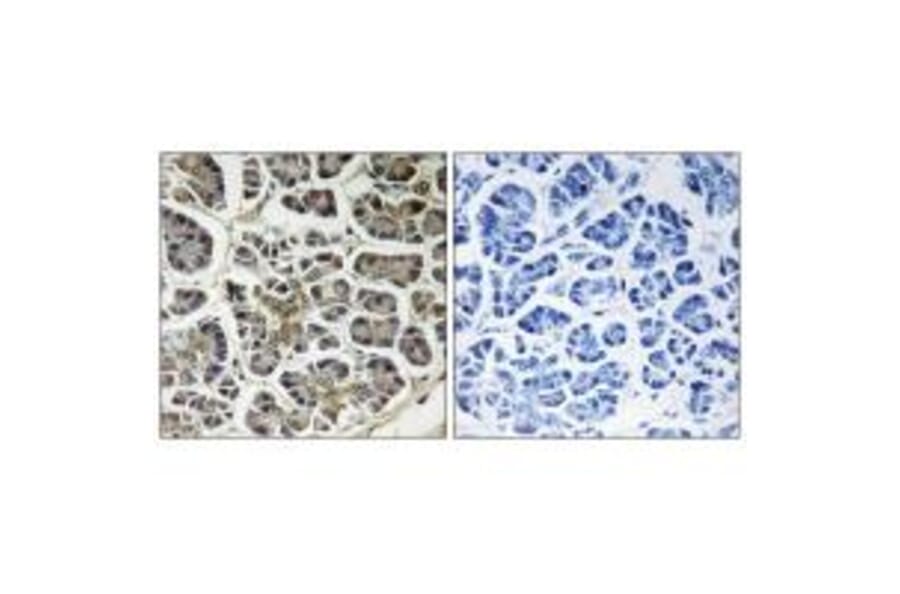Immunohistochemistry - ATP5G2 Antibody from Signalway Antibody (34450) - Antibodies.com