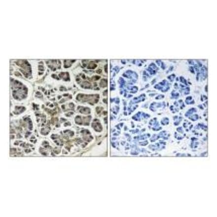 Immunohistochemistry - ATP5G2 Antibody from Signalway Antibody (34450) - Antibodies.com