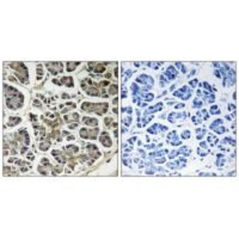 Immunohistochemistry - ATP5G2 Antibody from Signalway Antibody (34450) - Antibodies.com