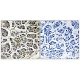Immunohistochemistry - ATP5G2 Antibody from Signalway Antibody (34450) - Antibodies.com