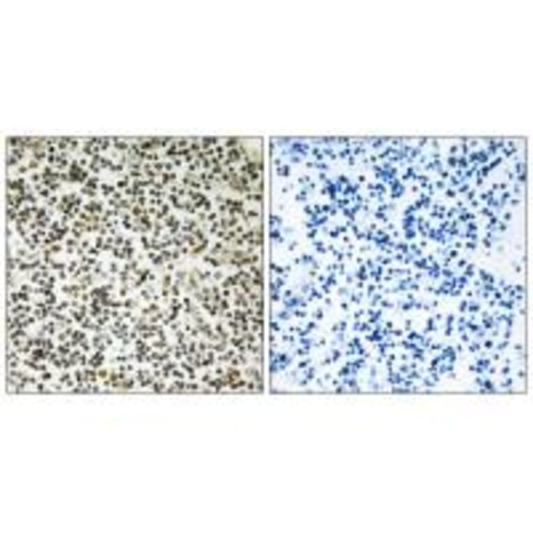 Immunohistochemistry - CEP152 Antibody from Signalway Antibody (34565) - Antibodies.com