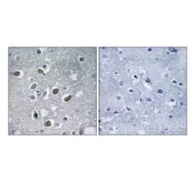 Immunohistochemistry - MARCH4 Antibody from Signalway Antibody (34661) - Antibodies.com