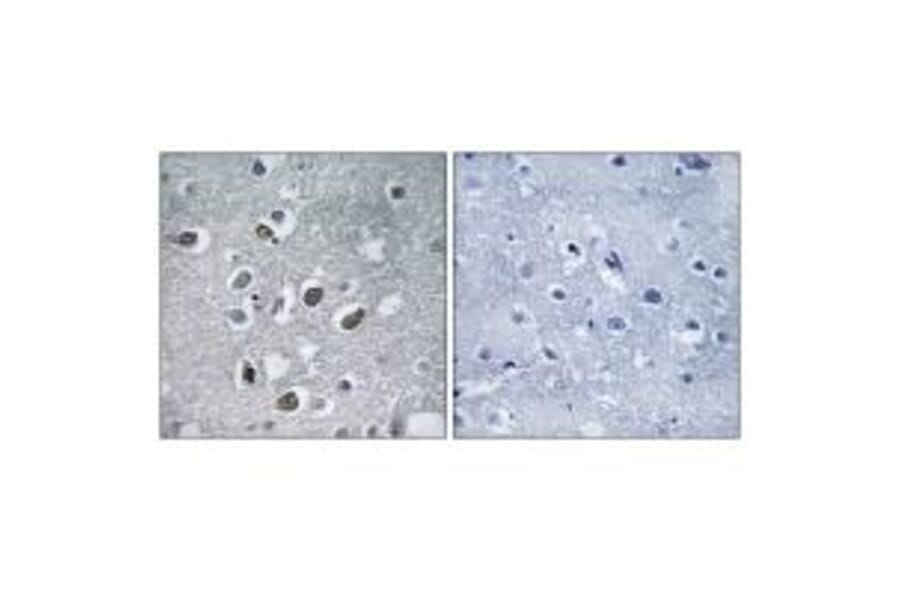 Immunohistochemistry - MARCH4 Antibody from Signalway Antibody (34661) - Antibodies.com