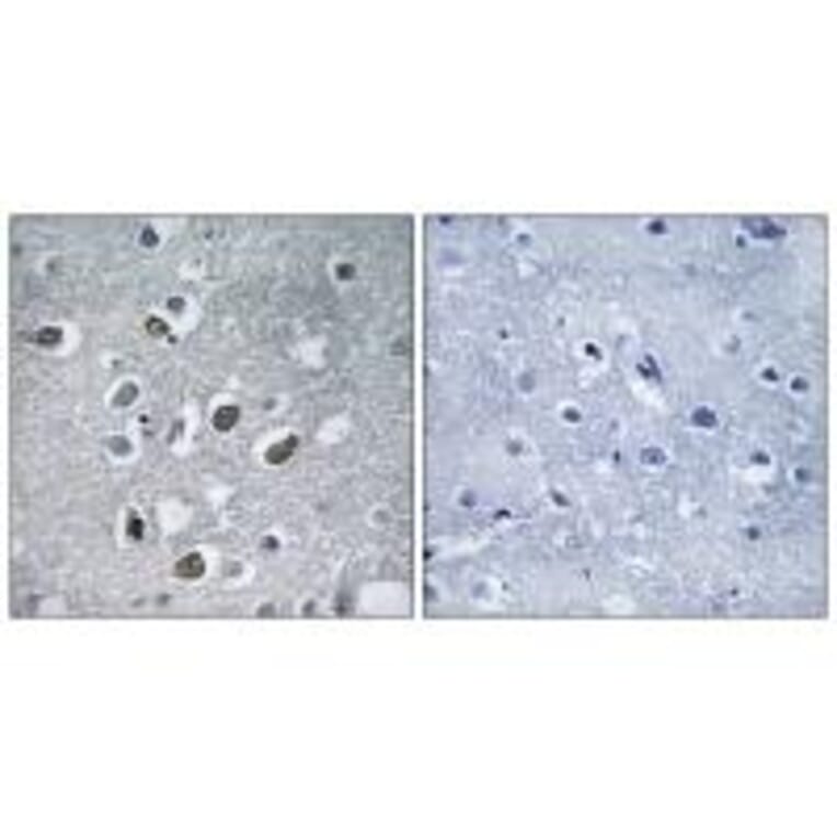Immunohistochemistry - MARCH4 Antibody from Signalway Antibody (34661) - Antibodies.com