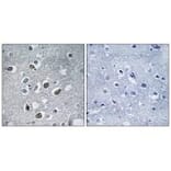 Immunohistochemistry - MARCH4 Antibody from Signalway Antibody (34661) - Antibodies.com