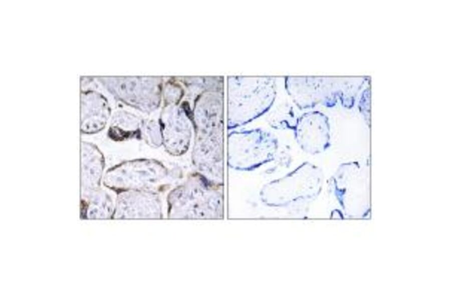 Immunohistochemistry - ELOVL3 Antibody from Signalway Antibody (34671) - Antibodies.com