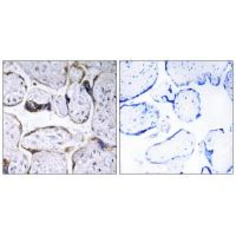 Immunohistochemistry - ELOVL3 Antibody from Signalway Antibody (34671) - Antibodies.com