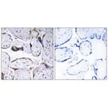 Immunohistochemistry - ELOVL3 Antibody from Signalway Antibody (34671) - Antibodies.com