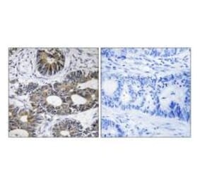 Immunohistochemistry - EIF1AY Antibody from Signalway Antibody (34679) - Antibodies.com