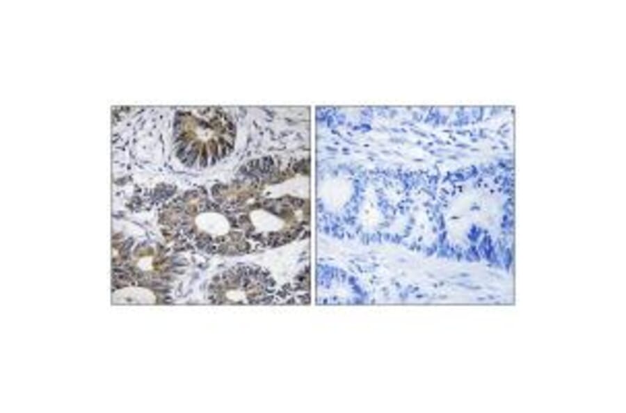 Immunohistochemistry - EIF1AY Antibody from Signalway Antibody (34679) - Antibodies.com