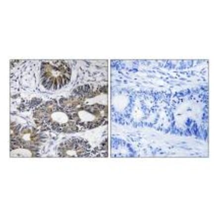Immunohistochemistry - EIF1AY Antibody from Signalway Antibody (34679) - Antibodies.com