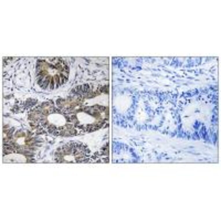 Immunohistochemistry - EIF1AY Antibody from Signalway Antibody (34679) - Antibodies.com