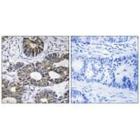 Immunohistochemistry - EIF1AY Antibody from Signalway Antibody (34679) - Antibodies.com